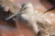 Asian Dowitcher (Limnodromus semipalmatus)